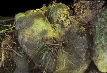Gerraranthus macrorhizus tubers