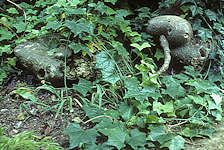 Gerraranthus macrorhizus tuber