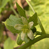 Bryonia dioica - White Bryony flower
