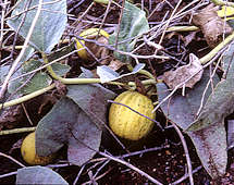 Cucurbita foetidissima (Buffalo Gourd)