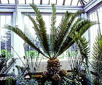 Encephalartos altensteinii - RBG Kew