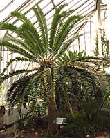Encephalartos woodii - RBG Kew