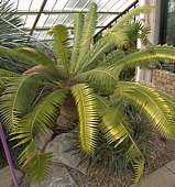 Dioon spinulosum - RBG Kew