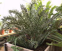 Encephalartos horridus