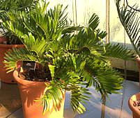 Zamia floridana Syn. Z. integrifolia - RBG Kew