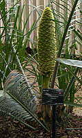 Encephalartos villosus