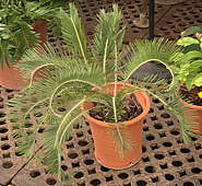 Encephalartos lanatus - RBG Kew