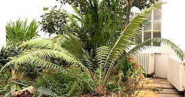 Encephalartos paucidentatus - RBG Kew