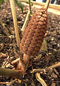 Zamia furfuracea female cone