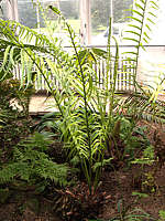 f Ceratozamia mexicana - RBG Kew