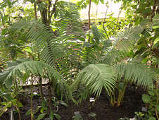 Ceratozamia robusta - RBG Kew