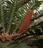 Encephalartos ferox