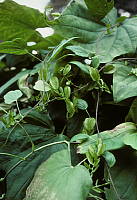 Dioscorea nipponica seed capsules