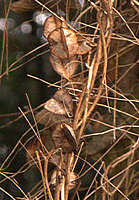 Dioscorea deltoidea seed capsules