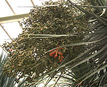 Dracaena schizantha fruit