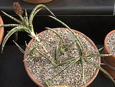 Sansevieria gracilis var. humbertiana