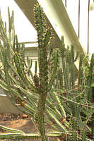 Euphorbia griseola var. griseola