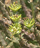 Euphorbia willmaniae
