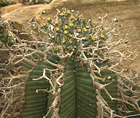 Euphorbia meloformis ssp. valida
