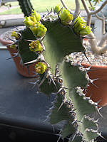 Euphorbia ballyi