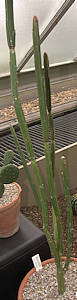 Euphorbia phosphorea