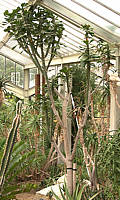 Euphorbia  desmondii