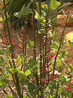 Erythrina herbacea