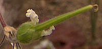 Pelargonium cotyledonis seed pod