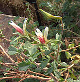 Pelargonium grandicalcaratum