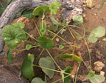Pelargonium cotyledon
