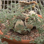 Pelargonium tetragonum