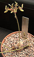 Pelargonium aff. rapaceum