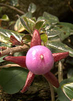 Nematanthus strigillosus berry
