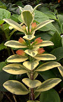Nematanthus radicans variegata