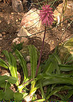 Veltheimia capensis