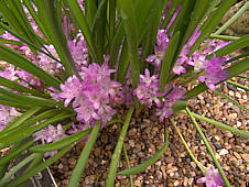 Lachenalia paucifolia