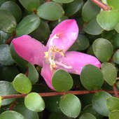 Medinilla sedifolia