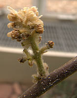 Chasmanthera dependens flower