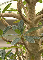 Dorstenia gigas leaves