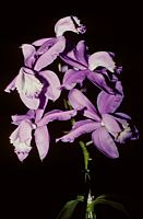 Cattleya loddigesii