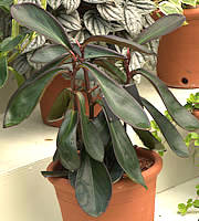Peperomia clusiifolia