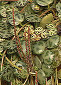Peperomia prostrata flowers