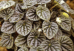 Peperomia caperata variegata