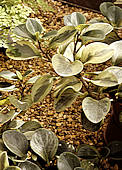 Peperomia clusiifolia variegata