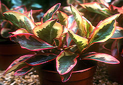 Peperomia clusiifolia var. tricolour