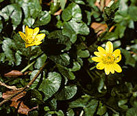Ranunculus ficaria (Lesser Celandine)