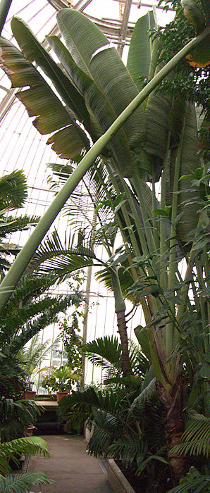 NParks  Ravenala madagascariensis