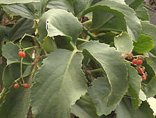 Cyphostemma juttae berries
